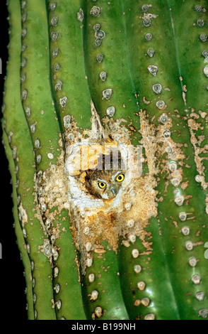 Erwachsenen Elf Eule (Micrathene Whitneyi) Schlafplatz in einem verlassenen Specht Loch in einem Saguaro Kaktus, Sonora-Wüste, Arizona, USA. Stockfoto