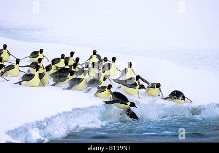 Kaiserpinguine (Aptenodytes Forsteri) verlassen auf Futtersuche Reise zum Meer aus ihrer Verschachtelung Kolonie am Drescher Einlass, 72 Grad Stockfoto