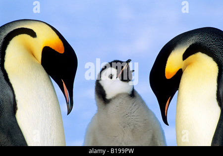 Erwachsene Kaiserpinguine (Aptenodytes Forsteri) und Küken, Atka Bay Kolonie, Weddellmeer, Antarktis. Stockfoto