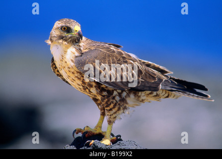 Endemischer Galapagos Falke (Buteo Galapagoensis), Insel Rabida, Galapagos-Archipel, Ecuador Stockfoto