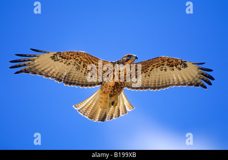 Endemischer Galapagos Falke (Buteo Galapagoensis), Insel Rabida, Galapagos-Archipel, Ecuador Stockfoto