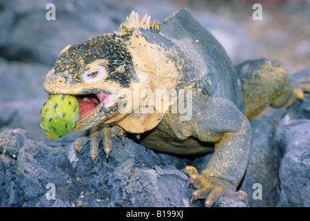 Galapagos landen Leguan (Conolophus Subcristatus) Essen ein Feigenkaktus (Opuntia Spp) Obst, South Plaza Island, Galapagos Stockfoto