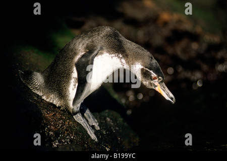 Endemische Galápagos-Pinguin (Spheniscus Mendiculus), Fernandina Insel, Galapagos-Archipel, Ecuador Stockfoto