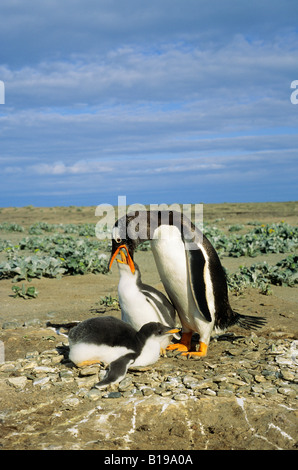 Erwachsenen Gentoo Penguin (Pygoscelis Papua) Fütterung eine Küken, Falkland-Inseln Stockfoto