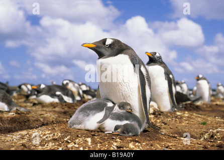 Gentoo (Pygoscelis Papua) nisten Pinguinkolonie, Falkland-Inseln Stockfoto