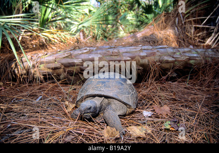 Gopher-Schildkröte (Gopherus Polyphemus), Zentralflorida Stockfoto