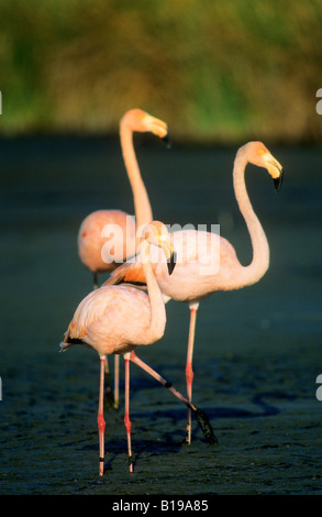 Rosaflamingos (Phoenicopterus Ruber), Isabela Island, Galapagos-Archipel, Ecuador Stockfoto