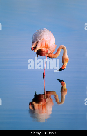 Rosaflamingo (Phoenicopterus Ruber), Isabela Island, Galapagos-Archipel, Ecuador Stockfoto