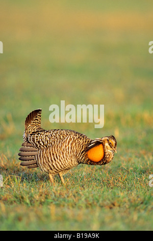 Erwachsene männliche größere Prärie-Huhn (Tympanuchus Cupido) Anzeige auf ihre kommunalen gespreizt Gelände, Pawnee National Grasslands Stockfoto