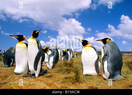 Umwerben Erwachsenen König Penguins (Aptenodytes Patagonicus), Salisbury Plains, South Georgia Island, südlichen Atlantik Stockfoto