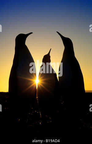 Umwerben Erwachsenen König Penguins (Aptenodytes Patagonicus), Salisbury Plains, South Georgia Island, südlichen Atlantik Stockfoto