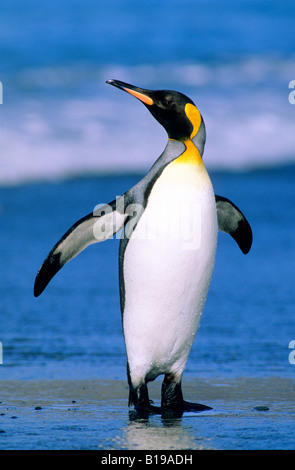 König Pinguin (Aptenodytes Patagonicus) an Land kommen nach der Futtersuche auf dem Meer, Salisbury Plains, South Georgia Island, südliche Atl Stockfoto