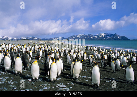 Königspinguine (Aptenodytes Patagonicus) faulenzen am Strand im südlichen Atlantik Salisbury Plains, South Georgia Island Stockfoto