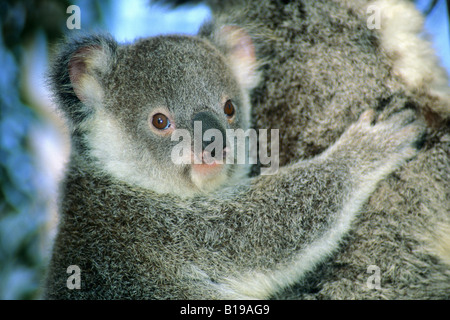 Sechs Monate alten Baby Koala (Phascolarctos Cinereus), Brisbane, Australien Stockfoto