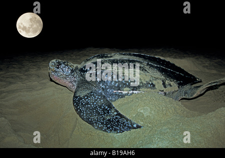 Verschachtelung Lederschildkröte (Dermochelys Coriacea), Grande Riviere Strand, Trinidad. Stockfoto