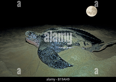 Verschachtelung Lederschildkröte (Dermochelys Coriacea), Grande Riviere Strand, Trinidad. Stockfoto