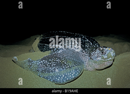Nisten Lederschildkröte (Dermochelys Coriacea) Badestrand Grande Riviere, Trinidad. Stockfoto