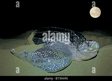 Nisten Lederschildkröte (Dermochelys Coriacea) Badestrand Grande Riviere, Trinidad. Stockfoto