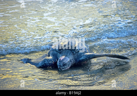 Erwachsene weibliche Lederschildkröte (Dermochelys Coriacea) an Land kommen zum nisten an einem Sandstrand in Trinidad. Stockfoto