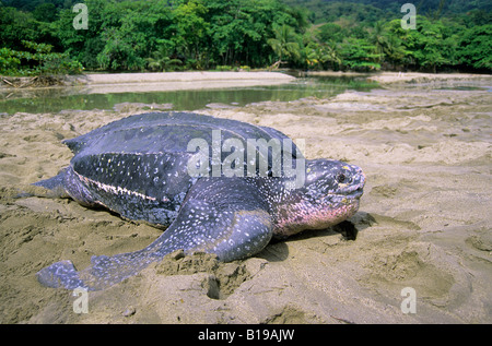 Neating Lederschildkröte (Dermochelys Coriacea), Trinidad. Stockfoto