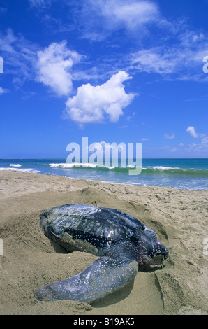 Weibliche Lederschildkröte (Dermochelys Coriacea) Graben eine Grube Körper im Vorfeld ihrer Eiablage, Trinidad. Stockfoto