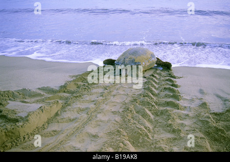 Weibliche Lederschildkröte (Dermochelys Coriacea) Rückkehr zum Meer nach der Verlegung ihr Eiern an einem Sandstrand in Trinidad. Stockfoto
