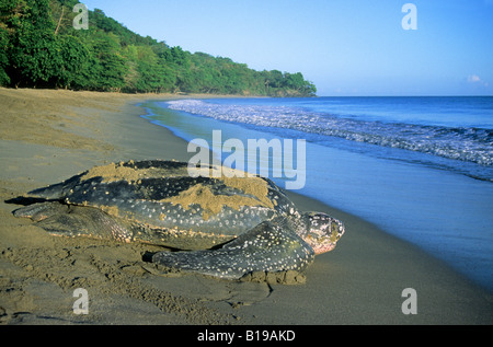 Weibliche Lederschildkröte (Dermochelys Coriacea) Rückkehr zum Meer nach der Verlegung ihr Eiern an einem Sandstrand in Trinidad. Stockfoto