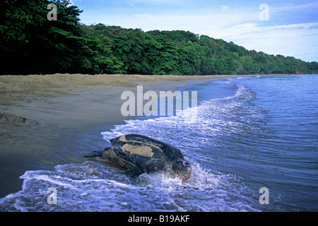 Weibliche Lederschildkröte (Dermochelys Coraicea) wieder in das Meer nach ihrer Eiablage, Trinidad. Stockfoto