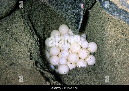 Nisten Lederschildkröte (Dermochelys Coriacea), Trinidad. Stockfoto