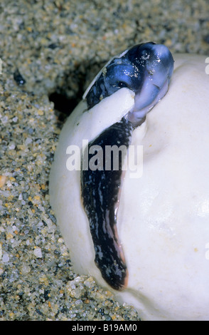 Jungtier Lederschildkröte (Dermochelys Coriacea) Ausbruch aus der Eierschale, Trinidad. Stockfoto