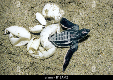 Jungtier Leatherback Seeschildkröte (Dermochelys Coriacea) Trinidad, West Indies Stockfoto