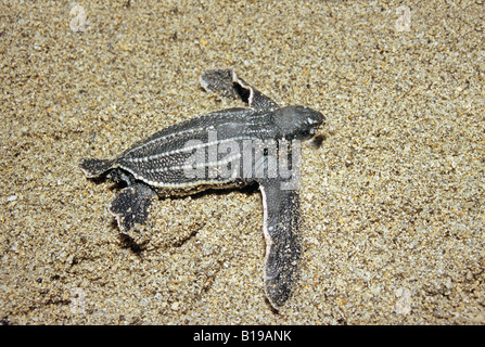 Neugeborene Jungtier Lederschildkröte (Dermochelys Coriacea) Umzug in das Meer, Trinidad. Stockfoto
