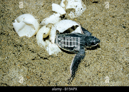 Jungtier Lederschildkröte (Dermochelys Coriacea), Trinidad, West Indies Stockfoto