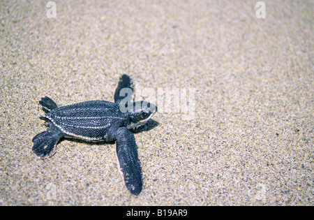 Jungtier Leatherback Meer Turtel (Dermochelys Coriacea) in Richtung zum Meer nach dem schlüpfen, Trinidad, West Indies Stockfoto