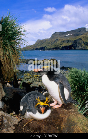 Makkaroni Penguin (Eudyptes Chrysolophus) paar.  Das Weibchen ist im liegen zwei Eiern ausbrüten und das Männchen bewacht ihr, Süd Stockfoto