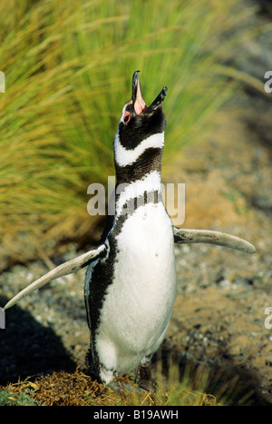 Männliche Magellan Pinguin (Spheniscus Magellanicus) in Ecstatis Display, Valdez Halbinsel Küsten Argentinien Stockfoto
