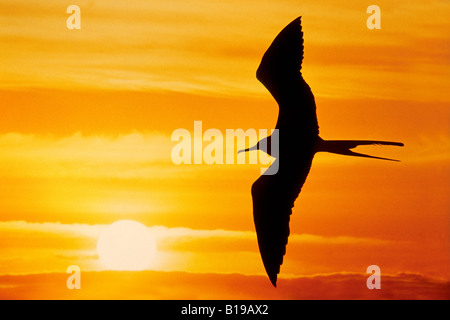 Erwachsene herrliche Fregattvogels (Fregata magnificens), Küsten Ecuador Stockfoto