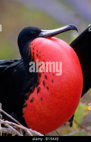 Erwachsene männliche herrlichen Fregattvogels (Fregata magnificens) anzeigen für Weibchen fliegen overhead, North Seymour Island, Galapagos Stockfoto