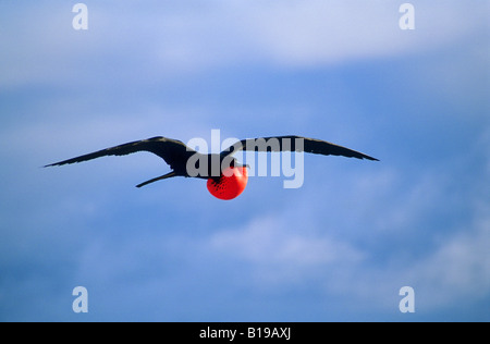 Erwachsene männliche herrlichen Fregattvogels (Fregata magnificens) anzeigen für Weibchen thront auf dem Boden, North Seymour Island, Gala Stockfoto