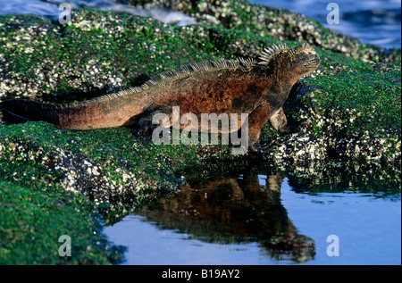 Marine Iguana (Amblyrhynchus Cristatus) ernähren sich von blaugrünen Algen bei Ebbe, Fernandina Insel, Galapagos-Archipel, Ecuador Stockfoto