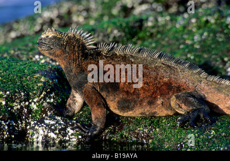 Marine Iguana (Amblyrhynchus Cristatus) ernähren sich von blaugrünen Algen bei Ebbe, Fernandina Insel, Galapagos-Archipel, Ecuador Stockfoto