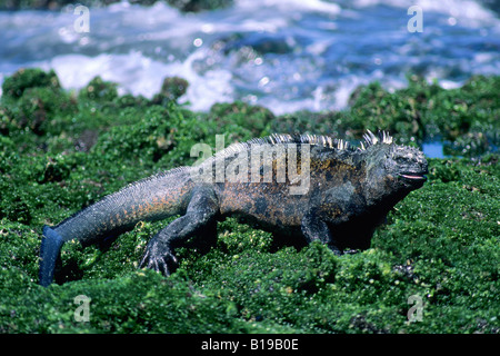 Marine Iguana (Amblyrhynchus Cristatus) ernähren sich von blaugrünen Algen bei Ebbe, Fernandina Insel, Galapagos-Archipel, Ecuador Stockfoto