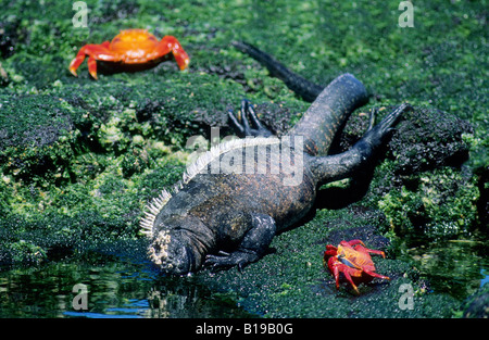 Marine Iguana (Amblyrhynchus Cristatus) ernähren sich von blaugrünen Algen bei Ebbe mit Sally lightfoot Krabben (Grapsus Grapsus) Fütterung Stockfoto