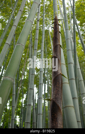 Ein Turion ein gigantischer Bambus (Phyllostachys Viridis). Turion de Bambou Géant (Phyllostachys Viridis). Stockfoto
