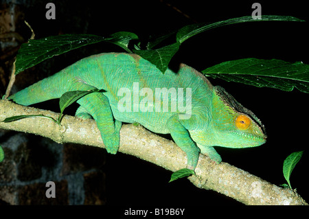 Erwachsene männliche Parson Chamäleon (Calumma Parsonii), Madagaskar Stockfoto