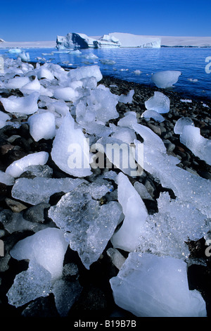 Gletschereis Fragmente verstreut entlang der Küstenlinie, Paulet Island, antarktische Halbinsel Stockfoto