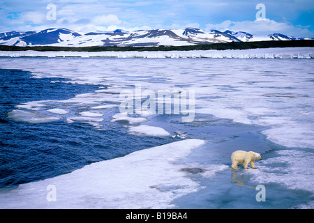 Die Jagd nach Robben auf dem schmelzenden Packeis, Spitzbergen, Arktis Norwegen subadulte Eisbär (Ursus Maritimus) Stockfoto