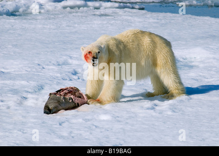 Eisbär (Ursus Maritimus) Fütterung auf eine Juvenile bärtigen versiegeln (Erignathus Barbatus), Spitzbergen, Arktis Norwegen Stockfoto