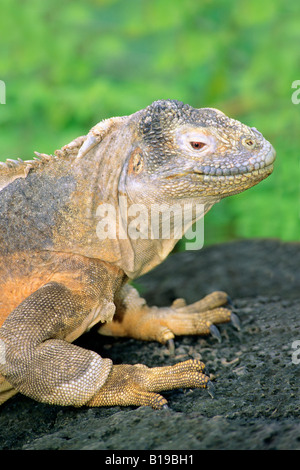 Insel Santa Fe, Santa Fe Land Iguana (Conolophus Pallidus), Galapagos-Archipel, Ecuador Stockfoto