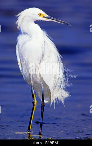 Snowy egret (Egretta thula), Florida, USA. Stockfoto